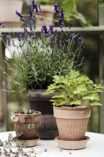 Simona potte rå, flere størrelser - rose