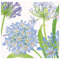 Agapanthus Garden serviet 20-pack