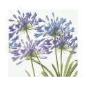 Agapanthus servietter, 20-pak