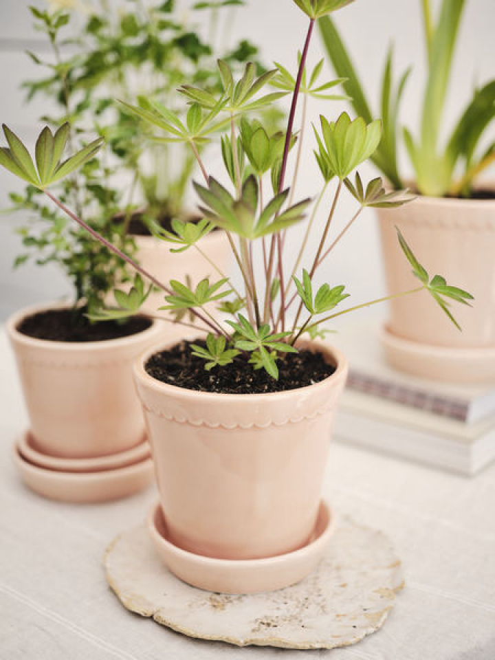 Helena Pot Glazed, Ø 12 H11 cm - quarts Rose i gruppen Indretning / Dekoration / Krukker hos Sommarboden i Höllviken AB (HCQ12S)